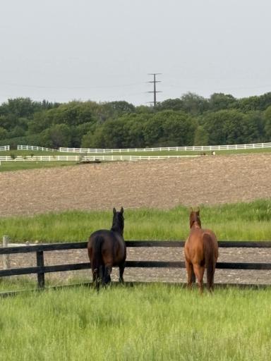 Beautifully landscaped yard with mature plantings, lush green lawn, and wide-open views of the surrounding countryside. Imagine waking up everyday with your favorite animals right outside your door.