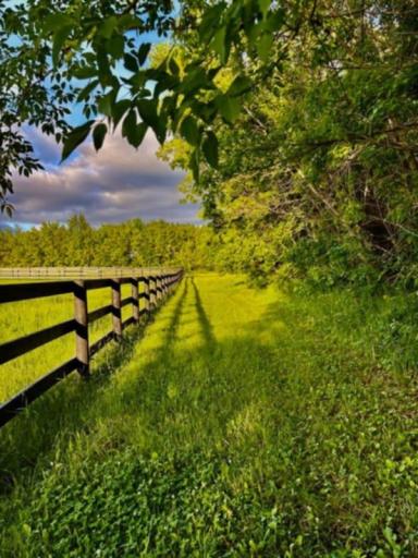 Scenic fenced pasture with lush greenery and mature trees, offering plenty of space to roam.