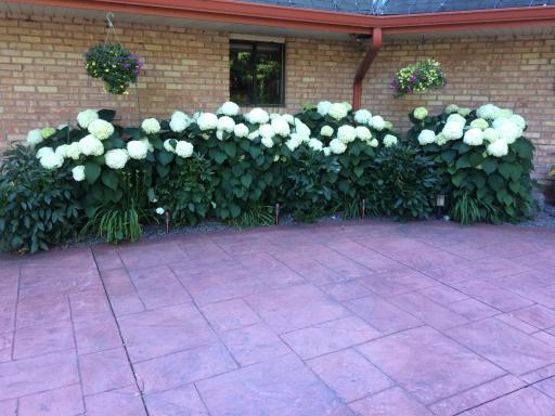 Perennial gardens, some over 20 years old