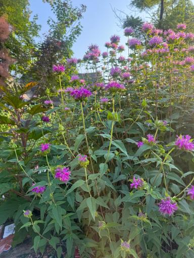 1000 Heritage Lane Perennial Bee-Balm, Humming Birds and Butterflies love this
