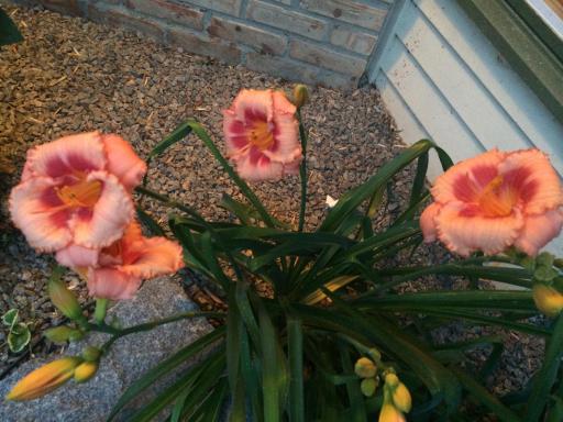 1000 Heritage Lane Orono MN Perennial Daylilies at your front door.