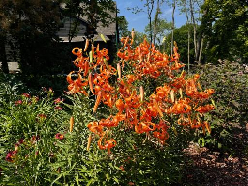 1000HeritageLaneHeirloomTigerLilies95Yearsold.