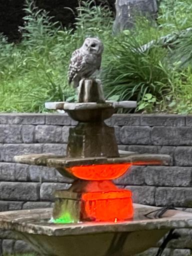 1000 Heritage Lane Orono MN Lighted fountain and frequent visitor