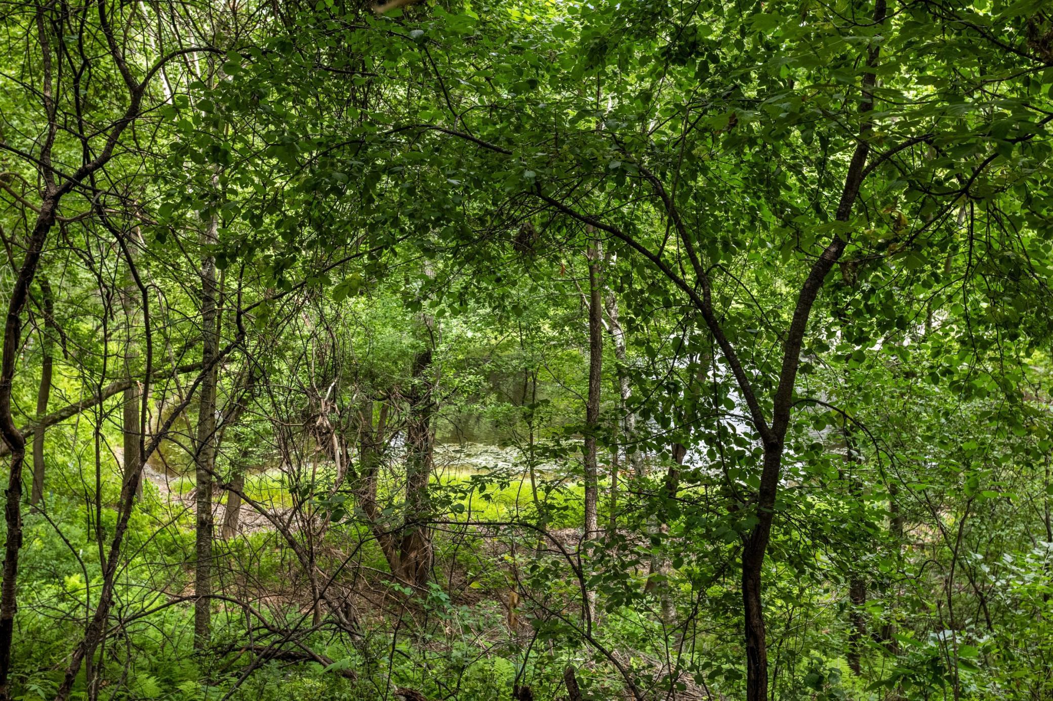 Enjoy peaceful views of the wooded natural area, where a hidden pond and fountain create a serene backyard setting.