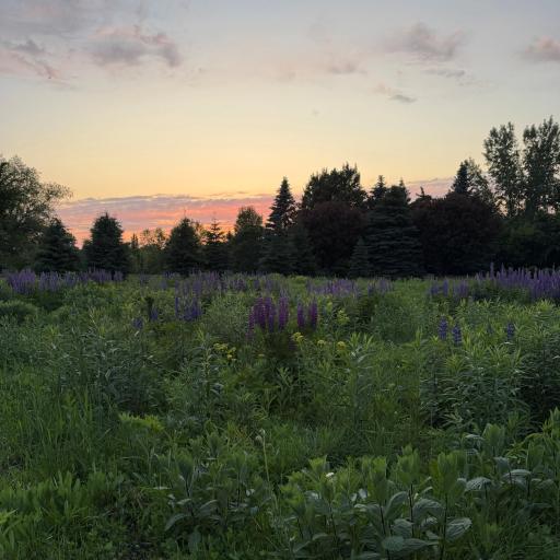 Three managed preservation areas and 900+ additional prairie plantings added in 2025 bring vibrant seasonal color while attracting Monarch butterflies, deer, turkey, and bald eagles.