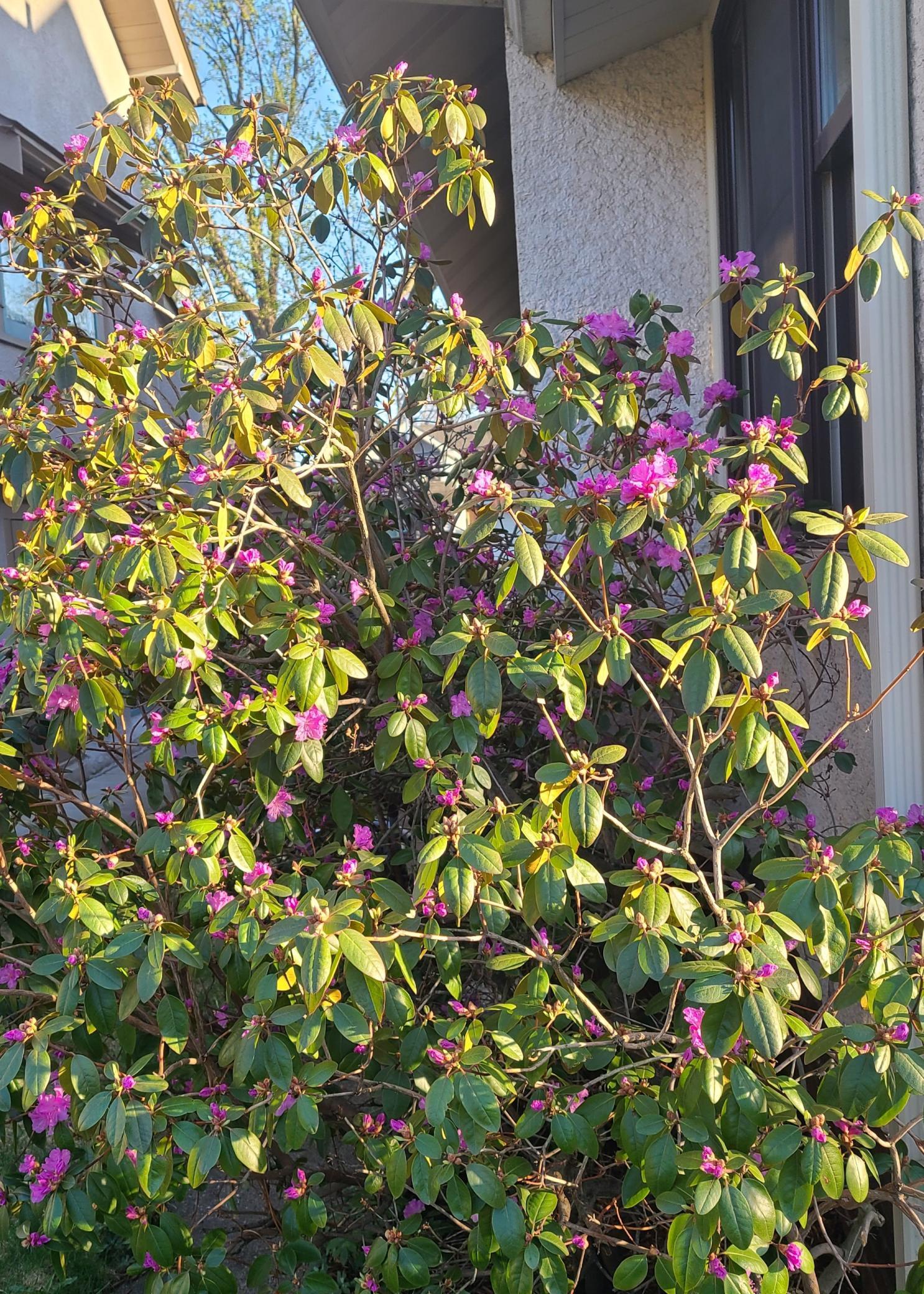 A Rhododendron in bloom off the front porch