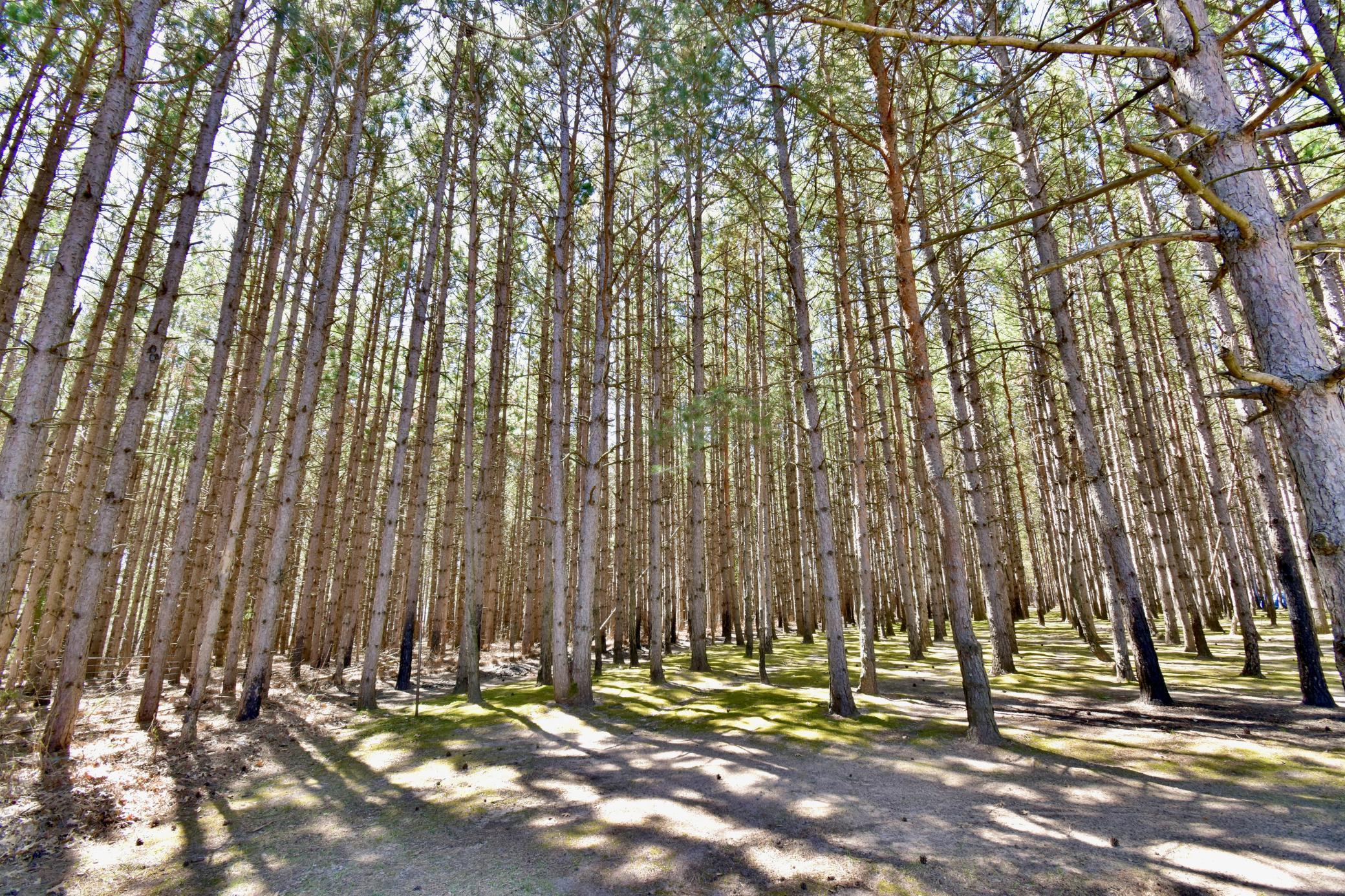 Majestic Pine Trees Surround the Home