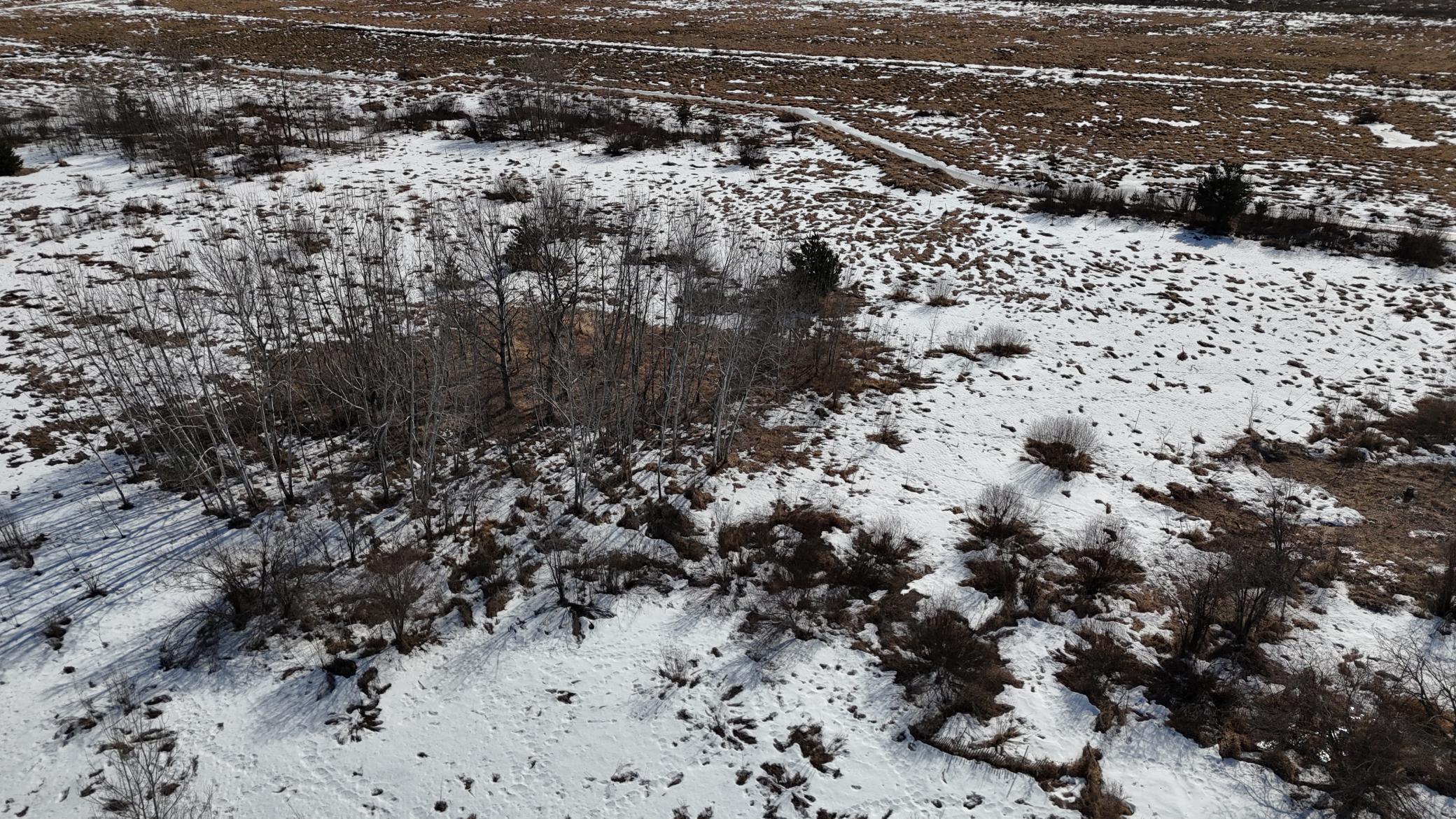 DJI_20260302131248_0242_D.JPG