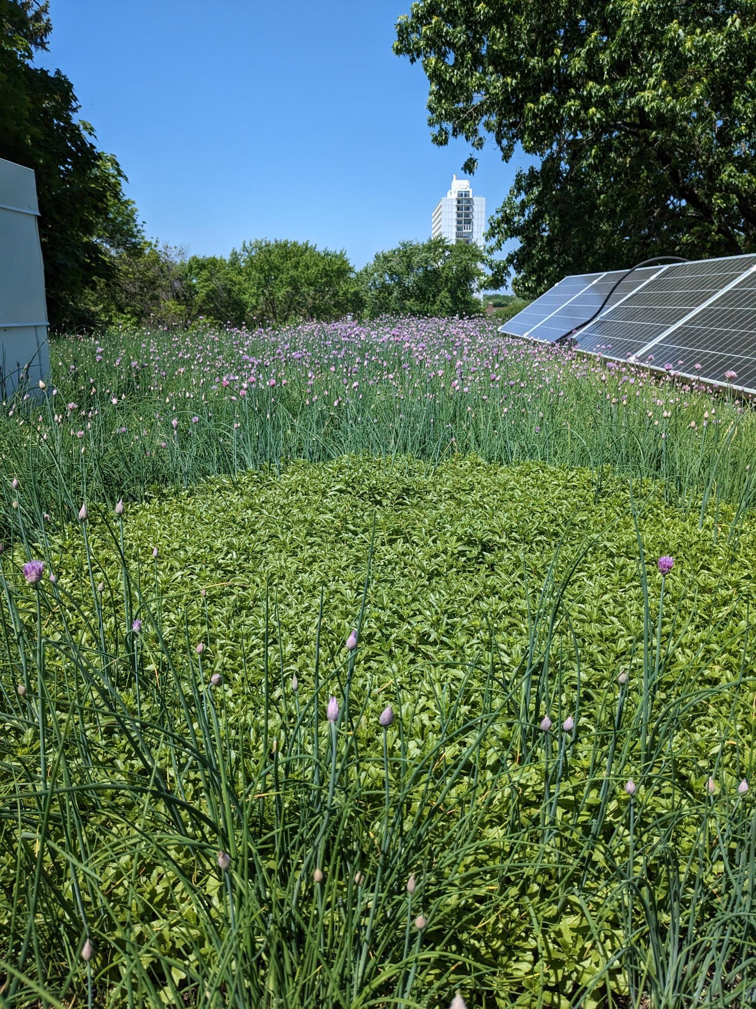 Eco-friendly green LiveRoof system with low-maintenance native plantings helps absorb rainwater, reduce heat gain, and create a natural habitat for birds, bees, and butterflies. Rain barrels collect additional runoff for sustainable lawn and garden!