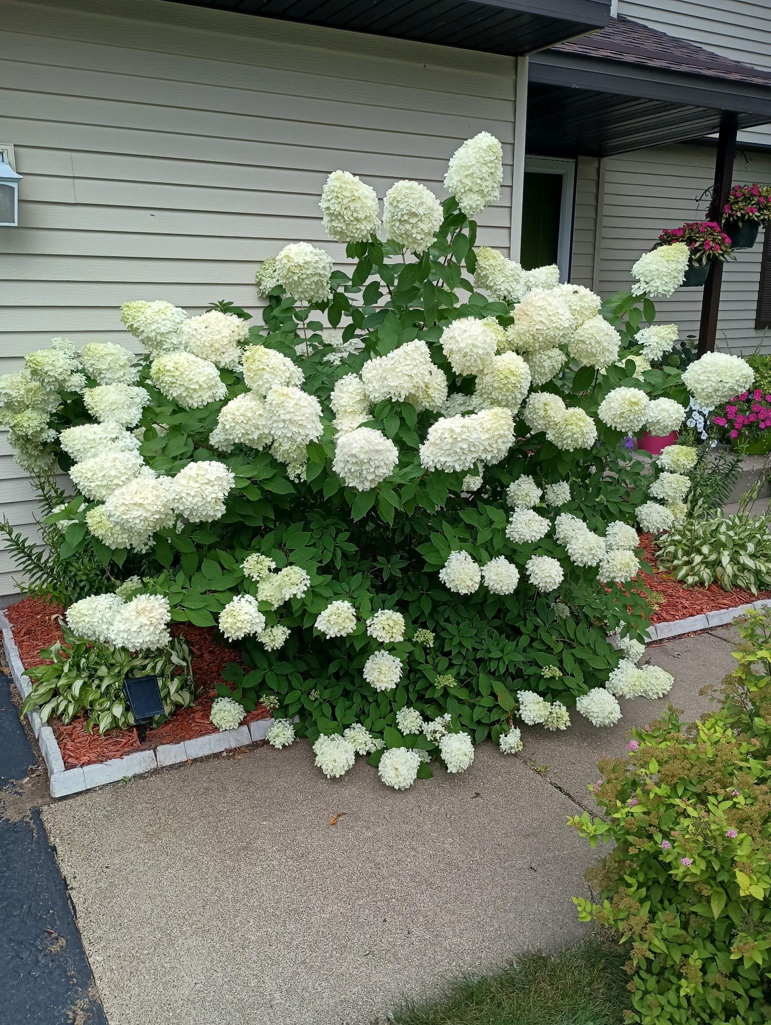 Summertime perennials