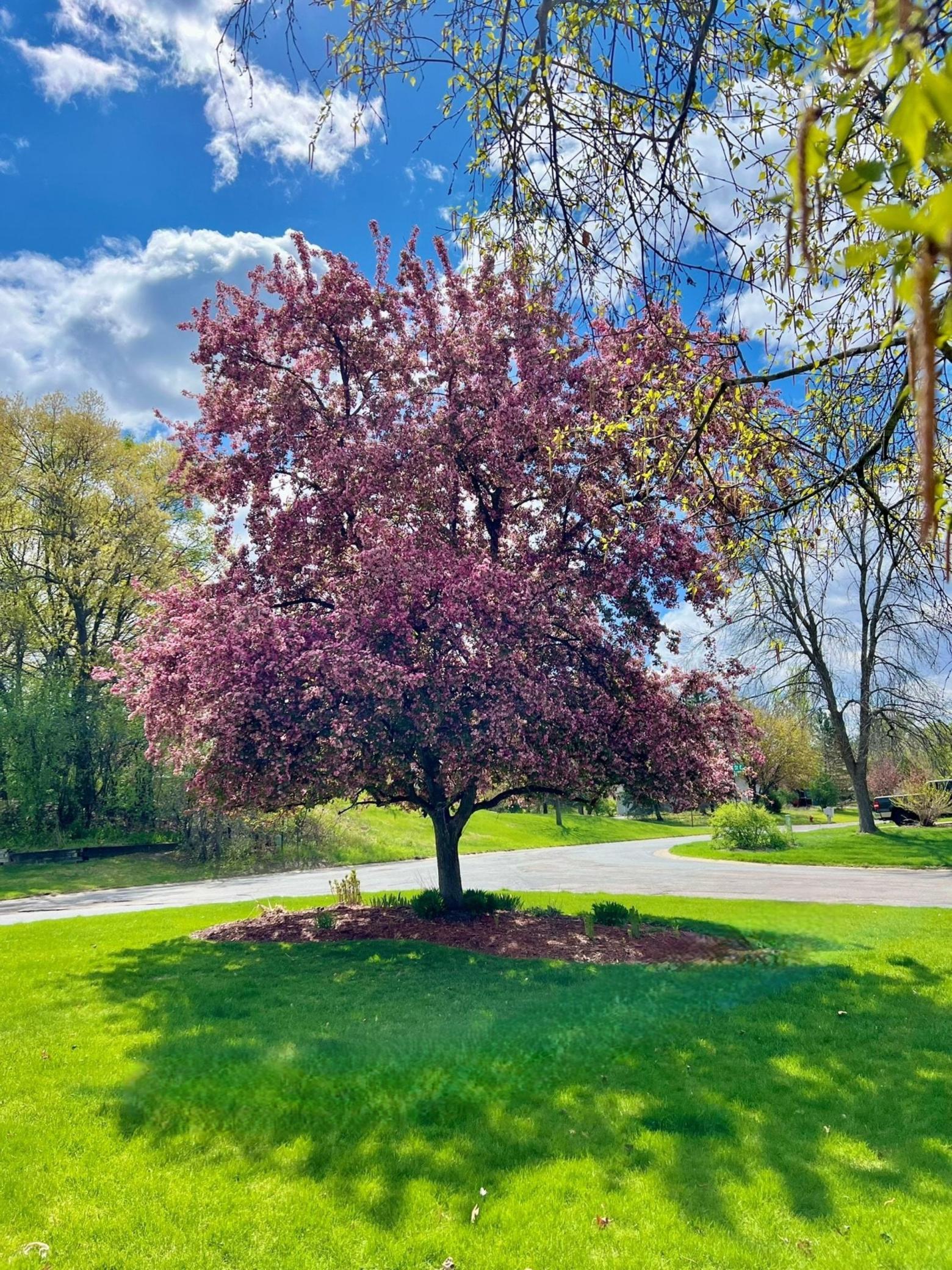 Enjoy the beautiful spring view from your front yard.