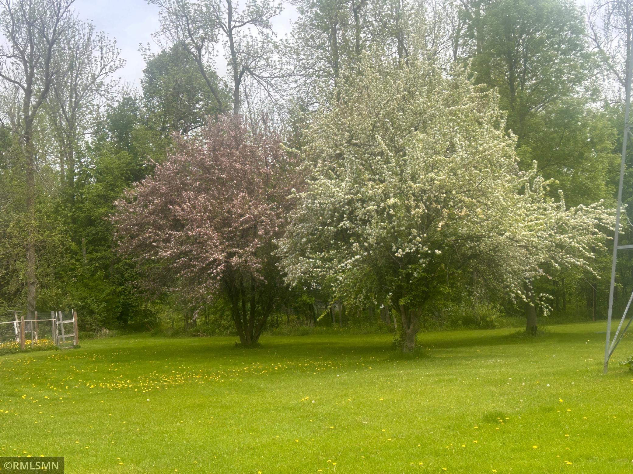 Enjoy the Beauty of Spring Blossoms
