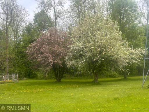 Enjoy the Beauty of Spring Blossoms