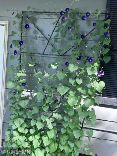 Morning Glory