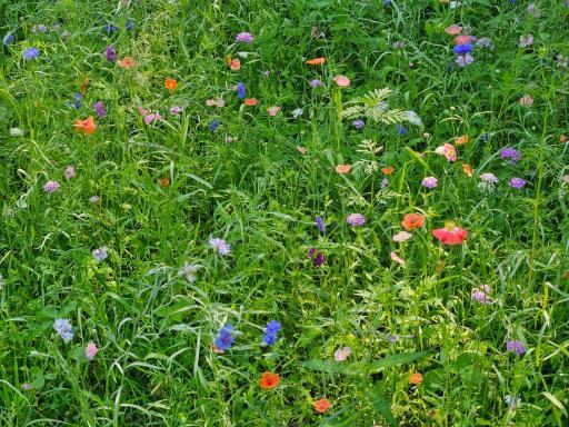 36365 654th Avenue, Watkins, MN 55389