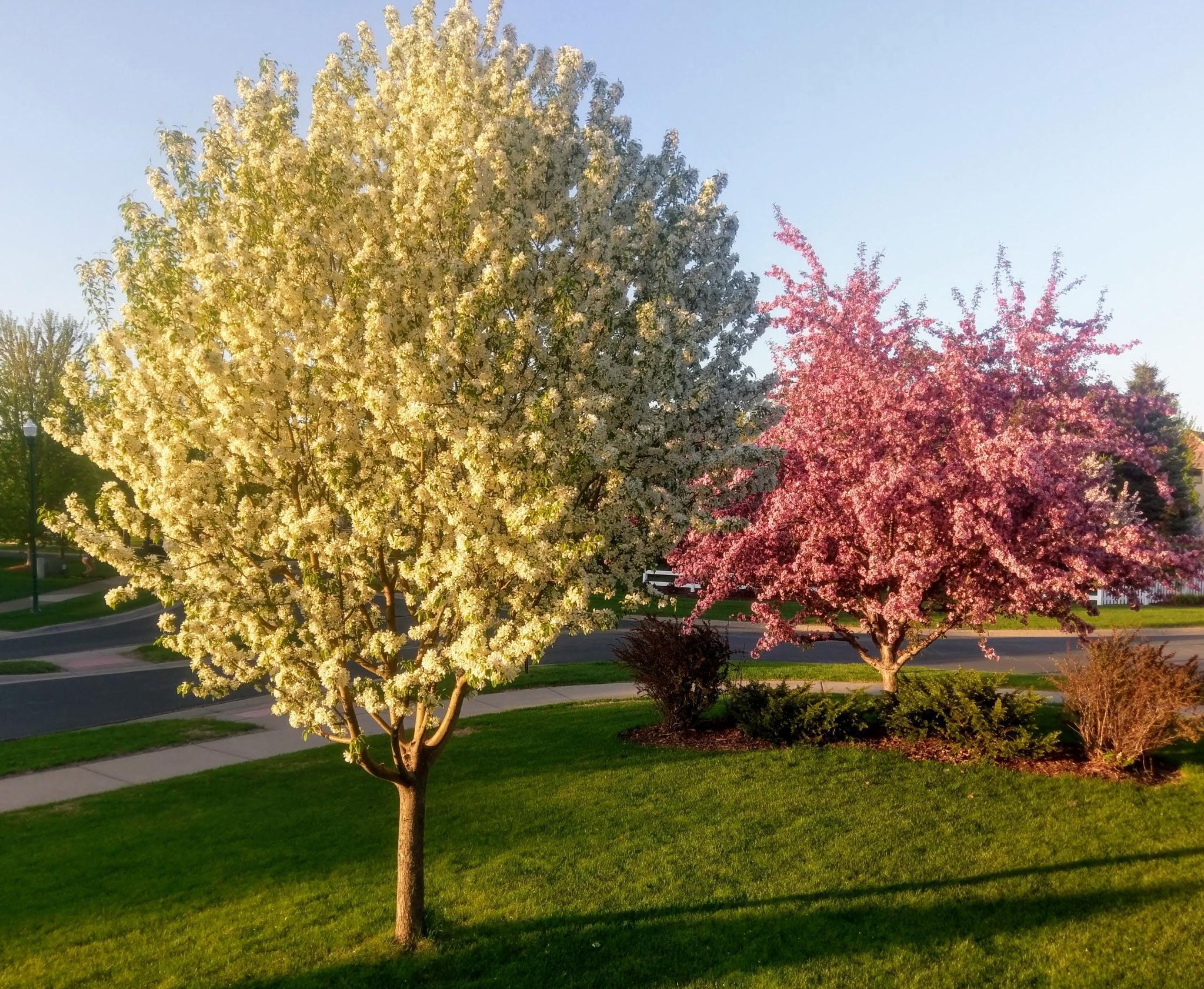 How the beautiful trees out front look in bloom