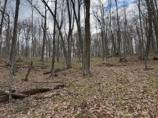 TBD Balsam Drive, Birchwood, WI 54817