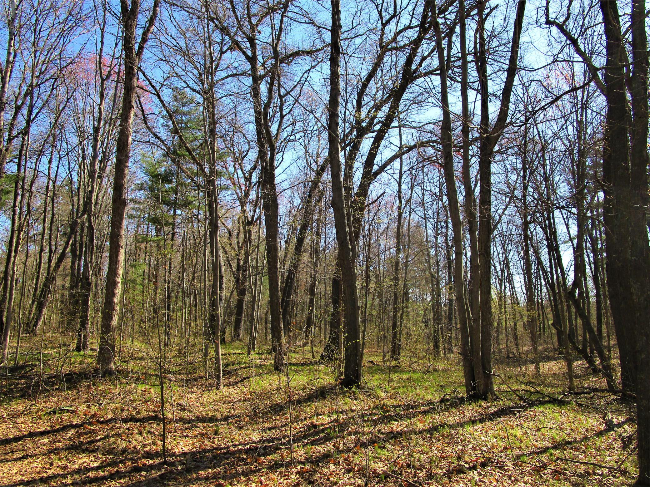 Wooded 6.67 acre parcel