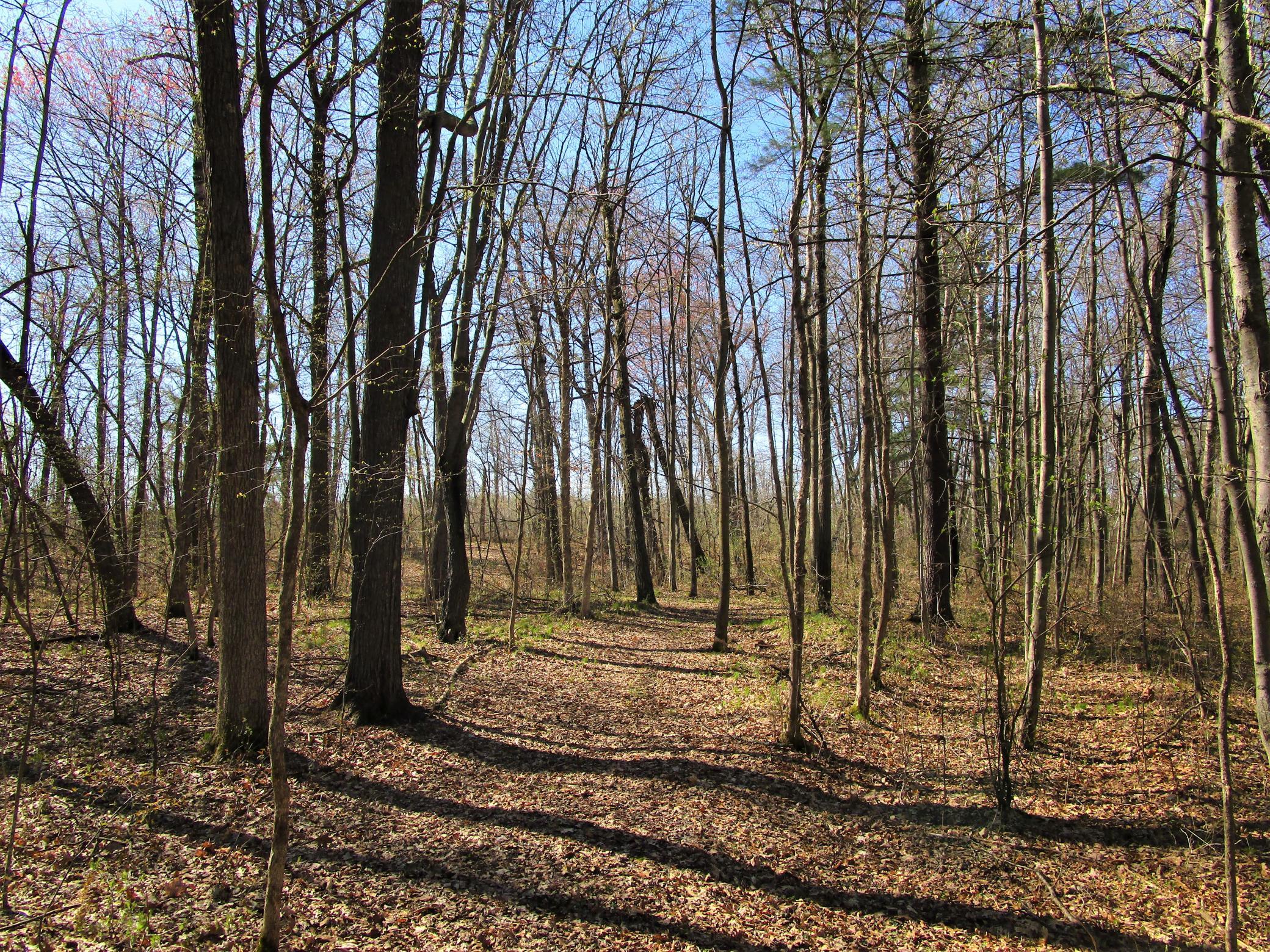 Wooded 6.67 acre parcel