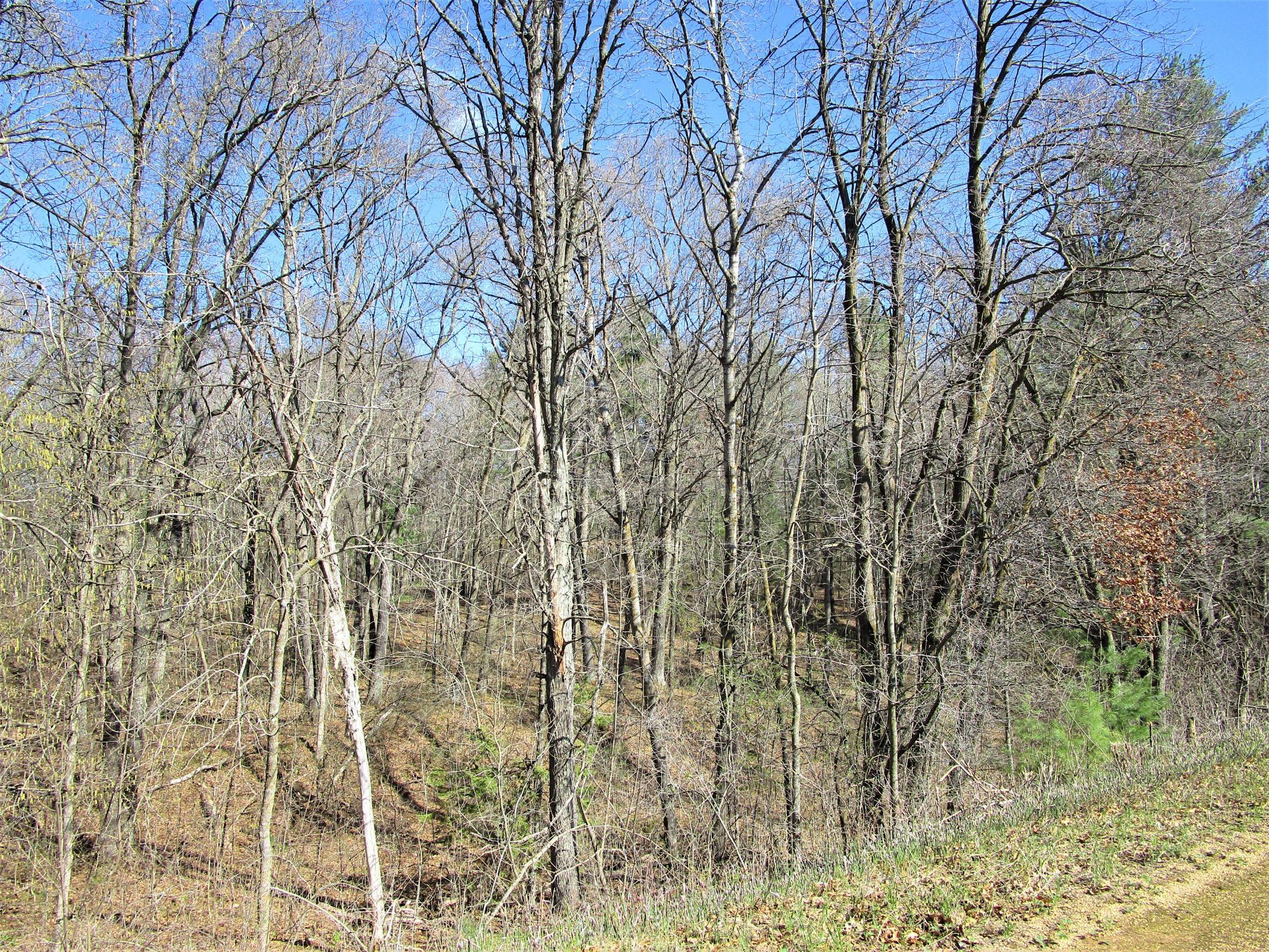 Woods along Gandy Dancer Trail