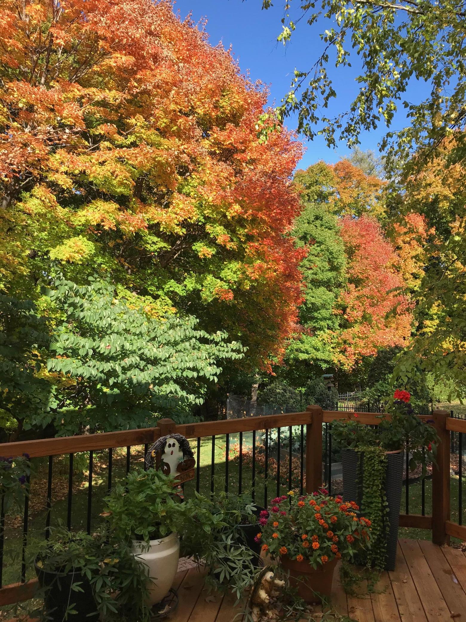 Fall View