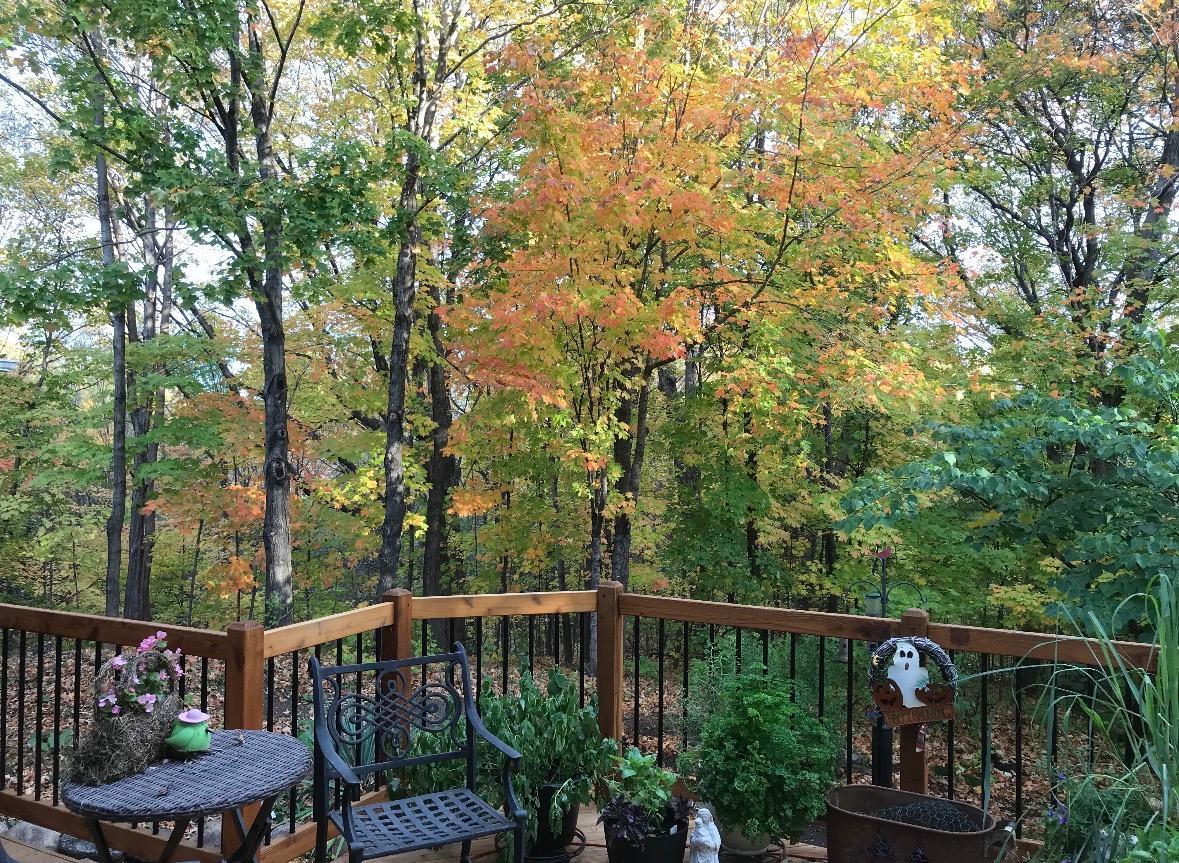 Fall View