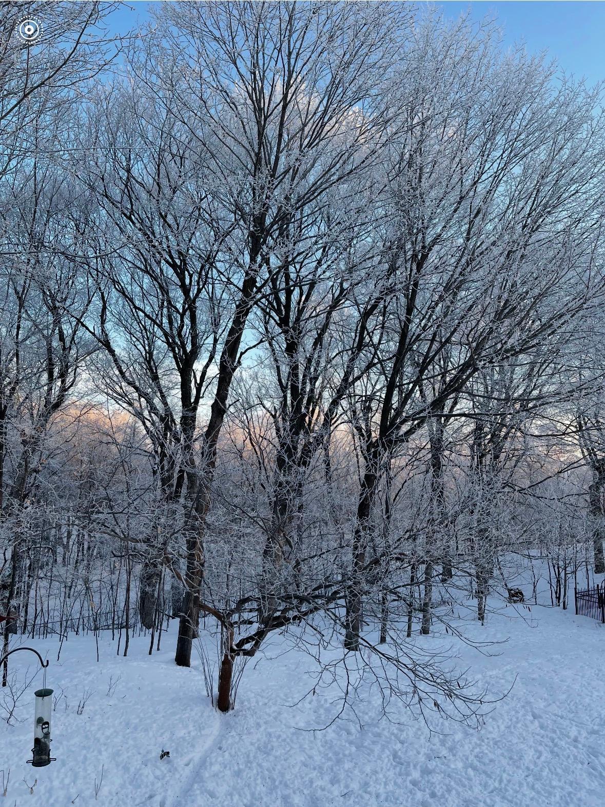 Winter View _ Tree Line