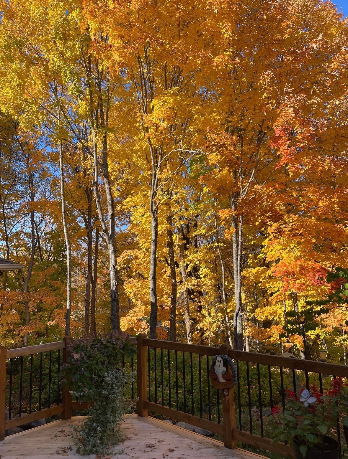 Fall View