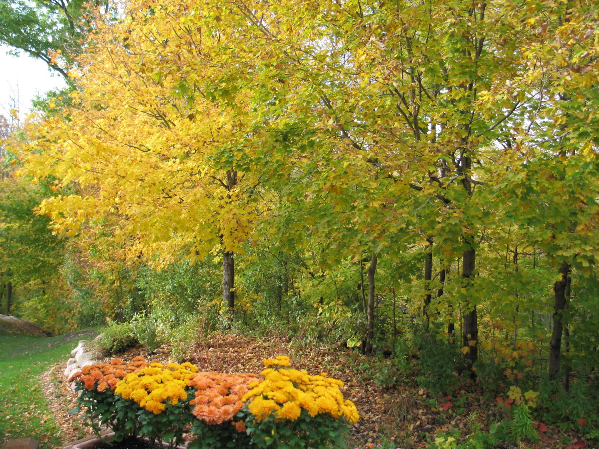 Fall View