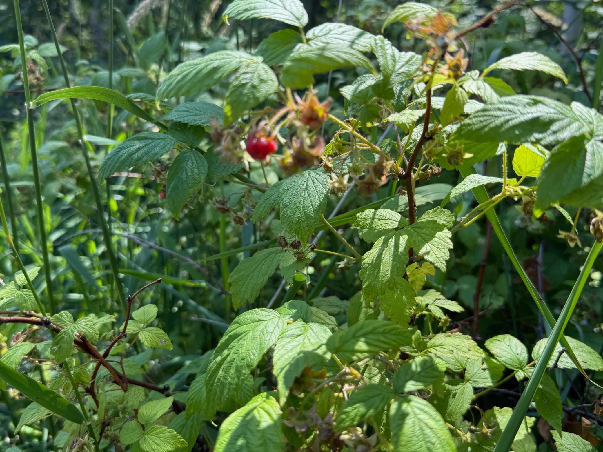 Raspberry bushes - yum!