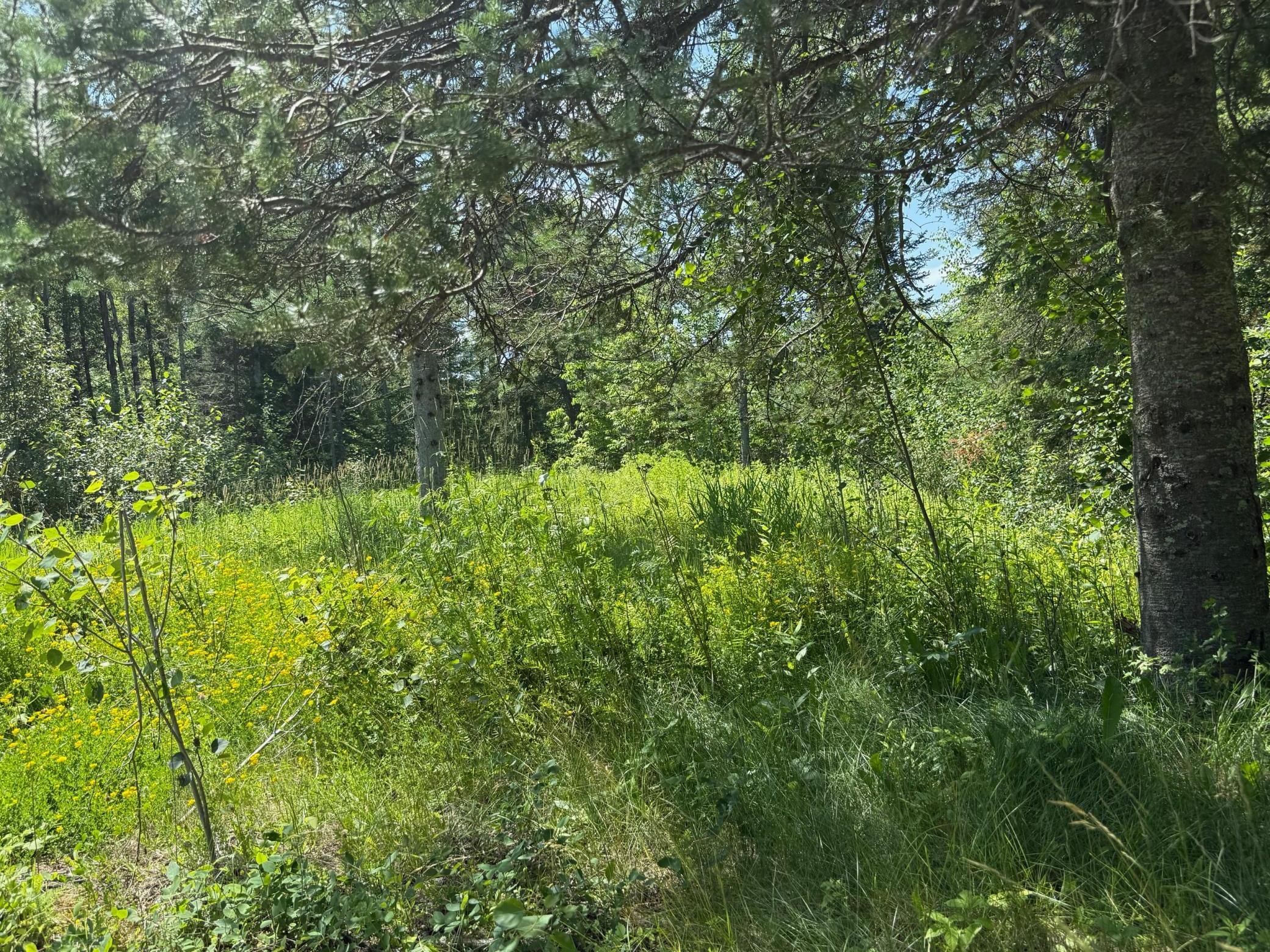 Mound for compliant septic