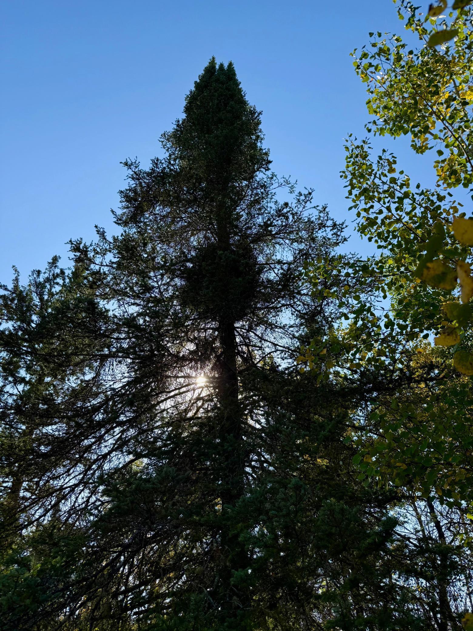 Eagle's nest? Maybe!