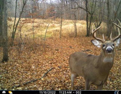 Wildlife right in your backyard!