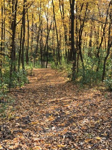 Fall foliage is stunning on this property