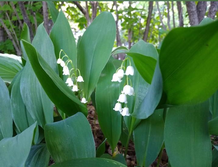 Lily of the Valley in the yard