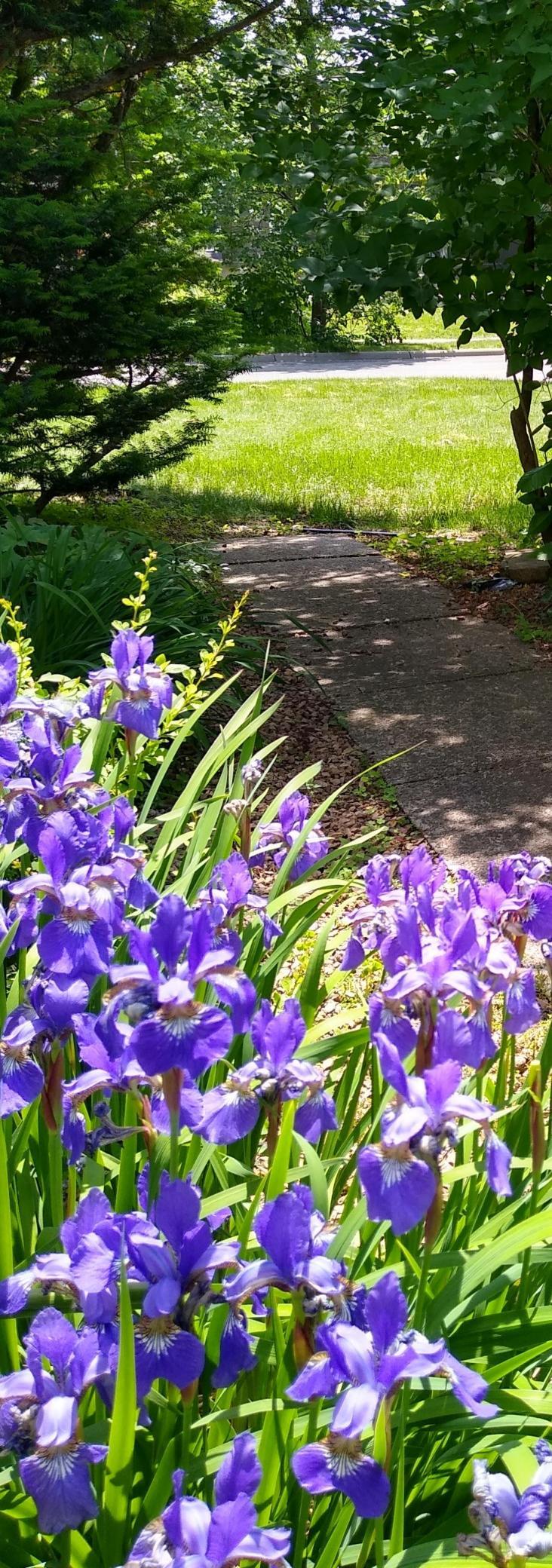 Iris in the yard