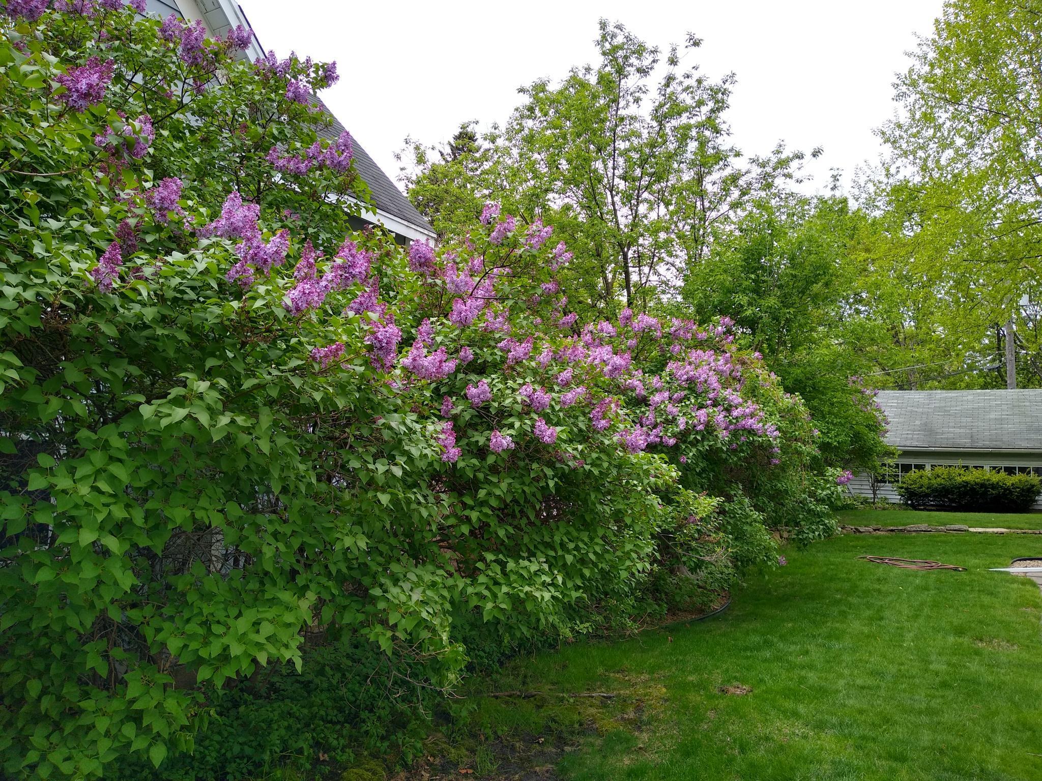 Lilacs in the yard