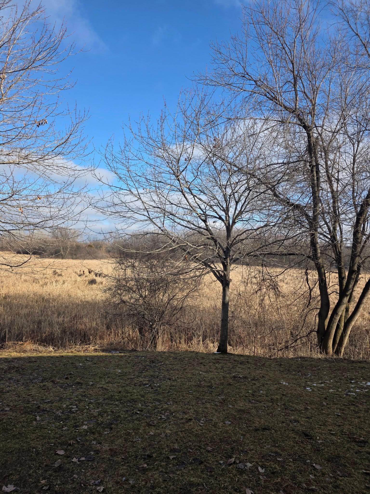 13932 Erwin Ct Eden Prairie - View out the back off the patio. 2 story townhome with no other units out the front or back.