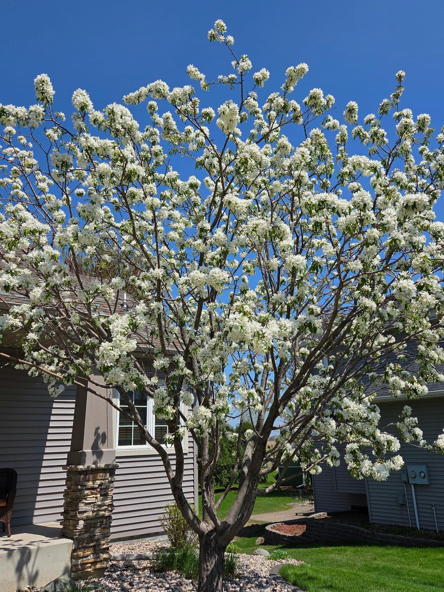 Enjoy spring with the beautiful crab apple tree