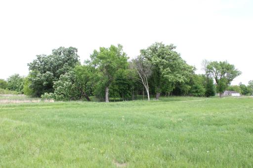 View of Woods