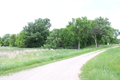 Woods along the Driveway