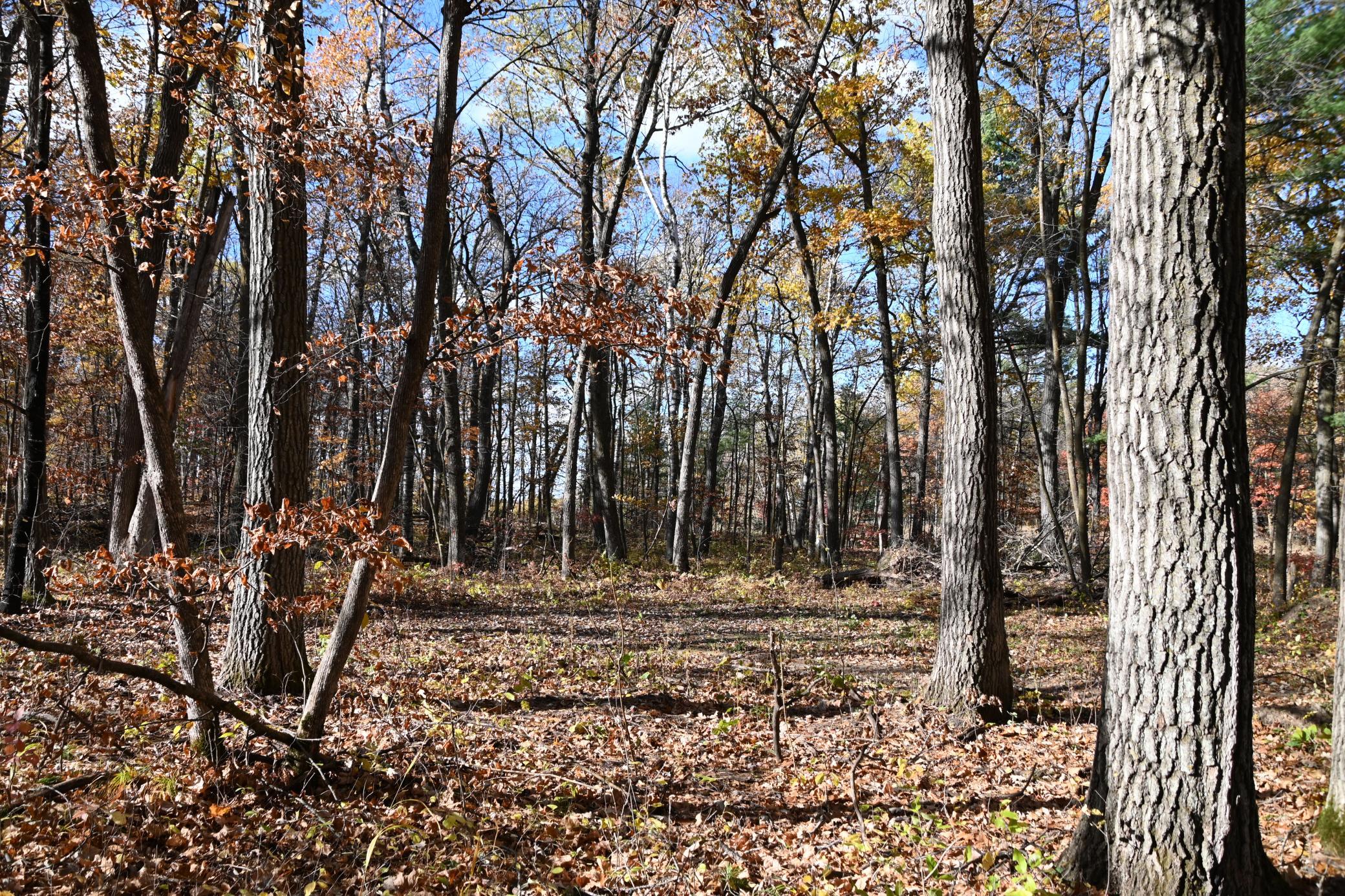 DSC_8654.JPG