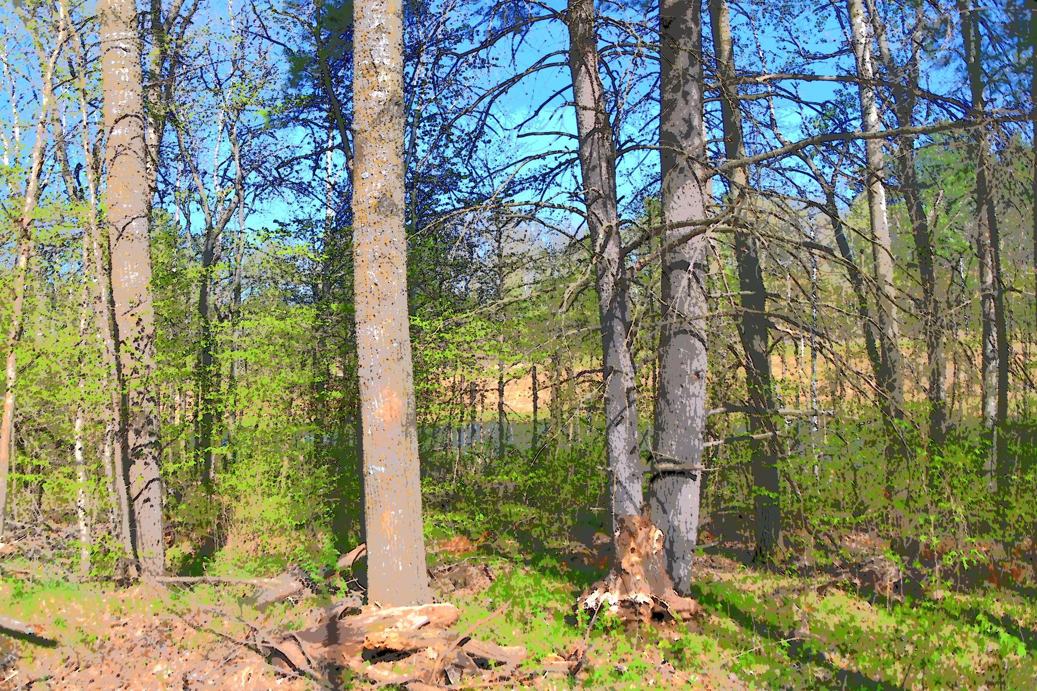 Low Land behind Lot yields water