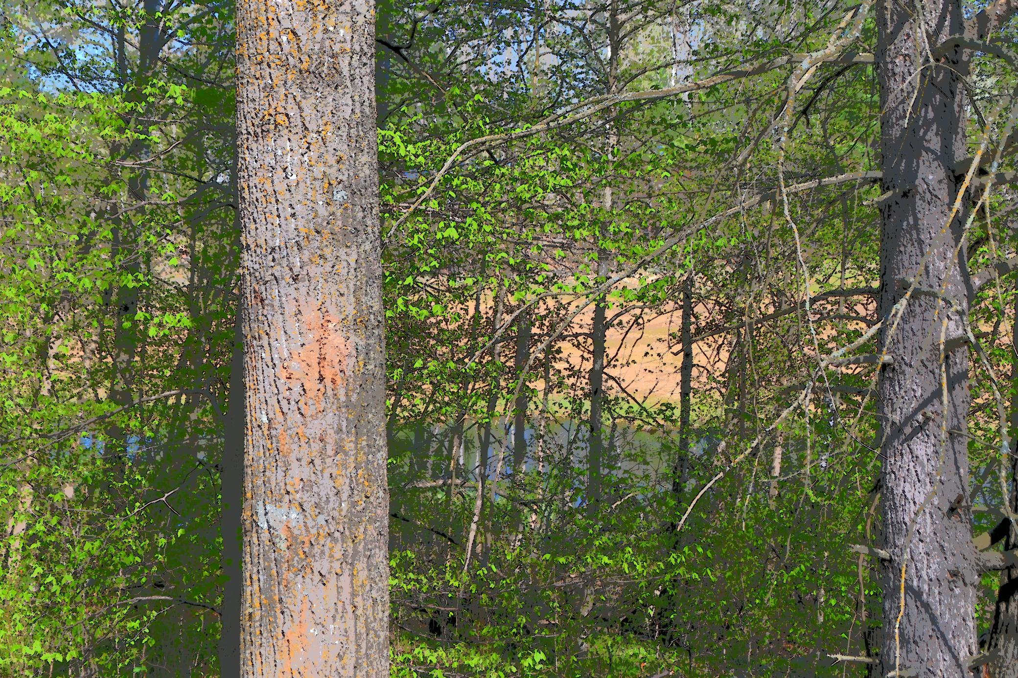 View of Low Land/Water behind lot