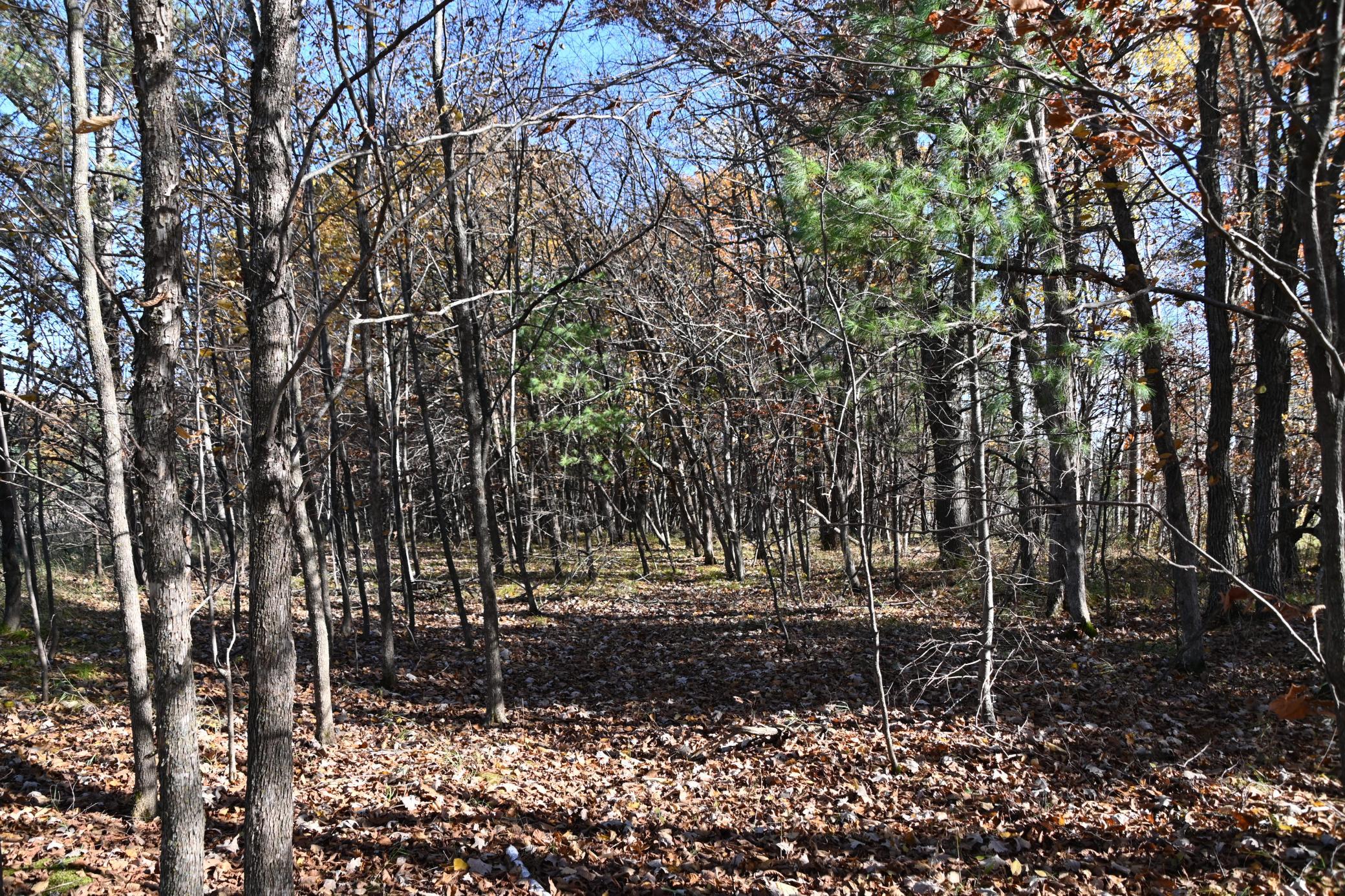 DSC_8575.JPG