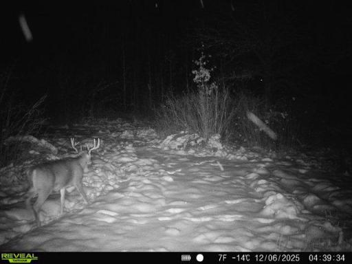 TBD Coneflower Drive SW, Pine River, MN 56474