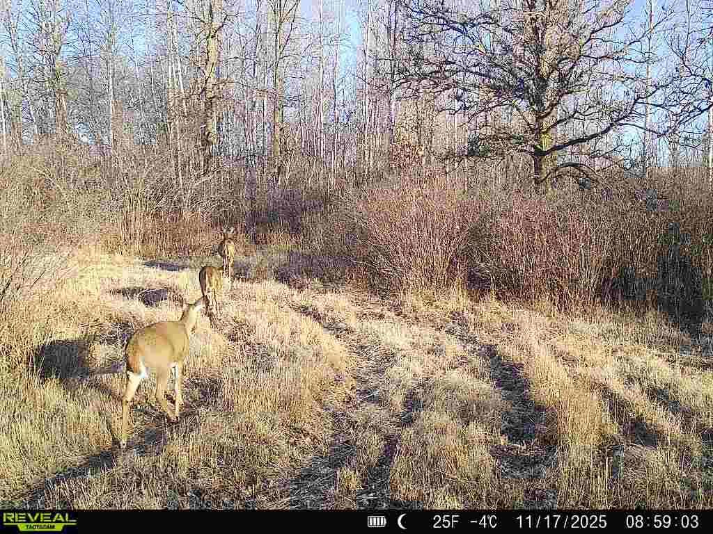 TrailCam
