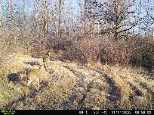 TBD Coneflower Drive SW, Pine River, MN 56474