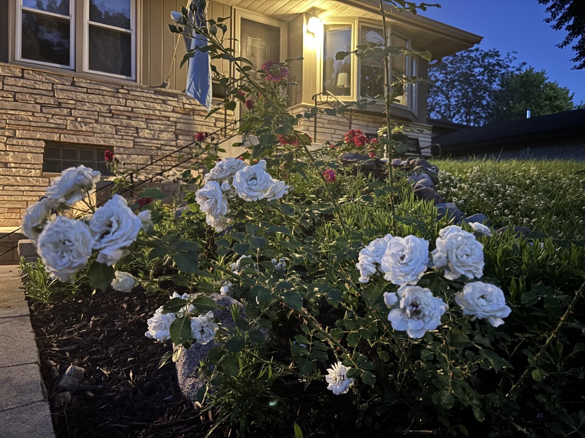 Driveway landscaping 2022