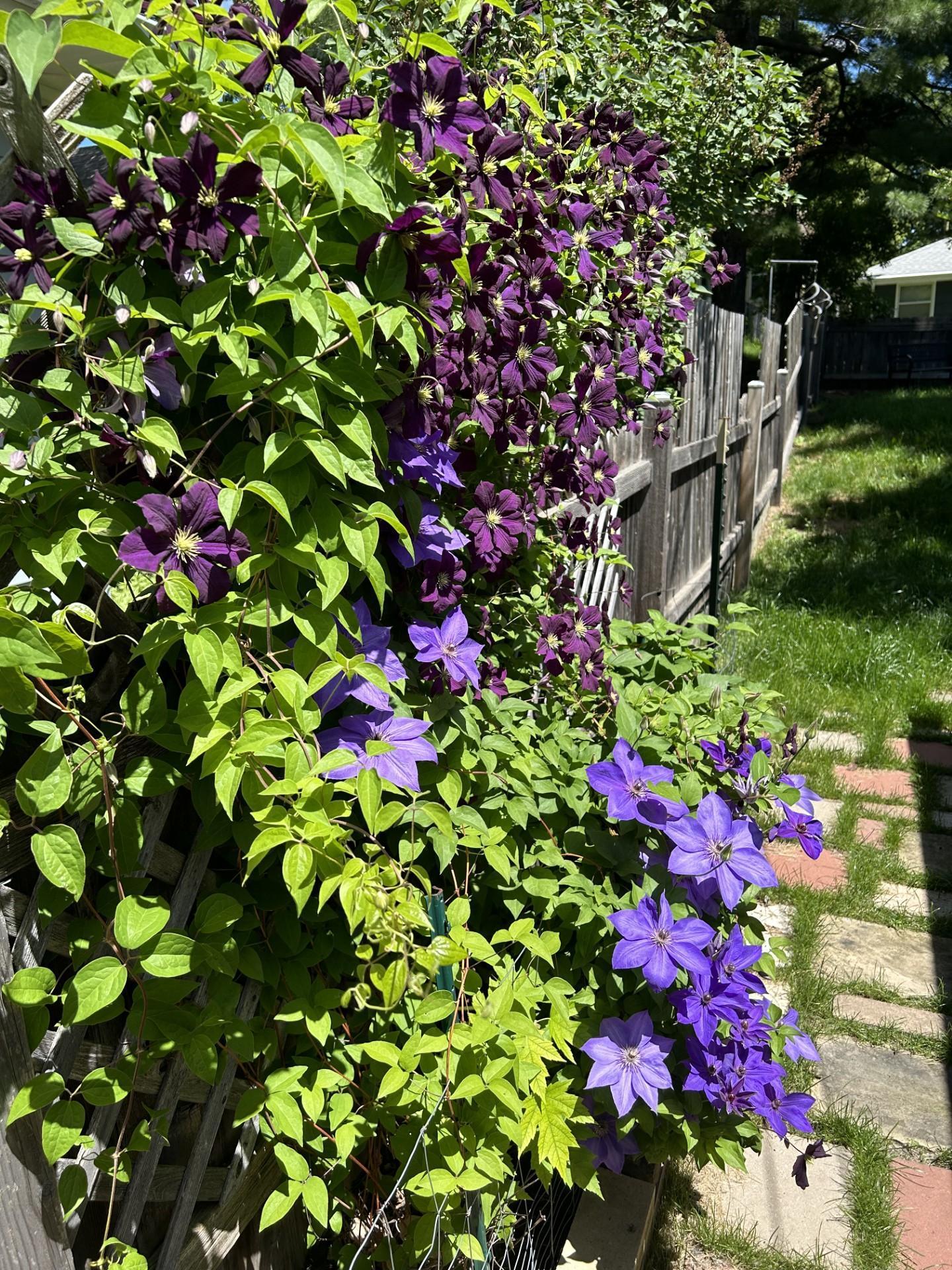 Backyard flowers to look forward to!